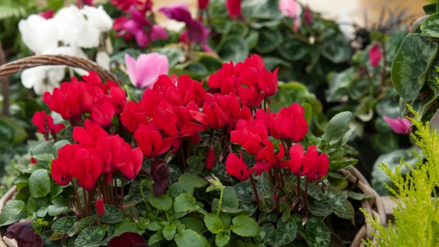 Article thumbnail: Containers planted with Cyclamen and pansies for autumn. Houseplant cyclamen and indoor azaleas Image supplied by Guy Barter/RHS